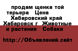 продам щенка той терьера › Цена ­ 2 500 - Хабаровский край, Хабаровск г. Животные и растения » Собаки   